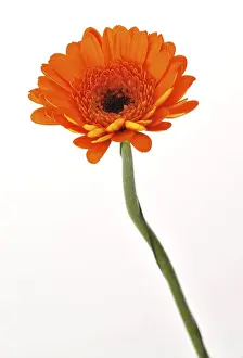 Studio Photography Plants Imprime: Mini gerbera