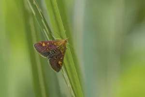 Wildlife Photography Moths Imprime: Mint Moth