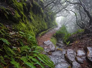 Deserted Forest Europe Imprime: Misty forest on a hiking trail along a levada