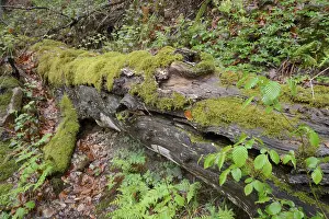 Tree Trunk Moss Growth Imprime: Modernizing tree trunk, tree trunk