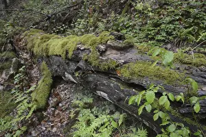 Overgrown With Moss Imprime: Modernizing tree trunk, tree trunk