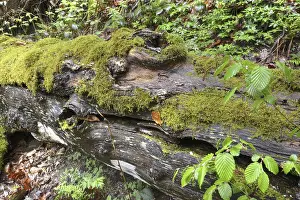 Dead Wood Landscape Imprime: Modernizing tree trunk, tree trunk