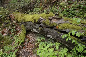 Moss Covered Landscape Imprime: Modernizing tree trunk, tree trunk