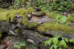 Dead Wood Landscape Imprime: Modernizing tree trunk, tree trunk
