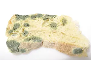 Moldy Bread Imprime: Moldy bread