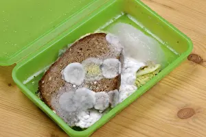 Moldy Bread Imprime: Moldy bread, snack in a box