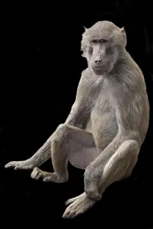Natural Environment Wildlife Photo Imprime: Monkey on a black background