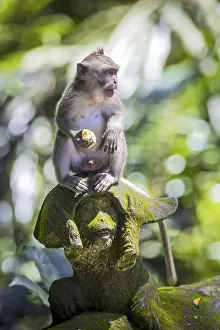 Tropical Rainforest Environment Imprime: Monkey at Sacred Monkey Forest