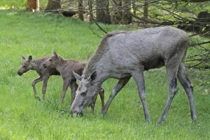 New World Deer Species Imprime: Moose
