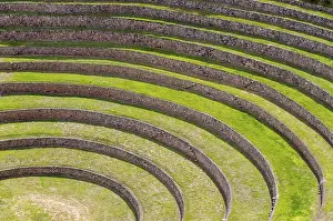 Impresiones de Pez moray en Perú Arequipa Imprime: Pez murciélago en Perú.