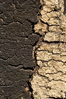 Tree Bark Close Up Imprime: Moss and pattern in old tree bark