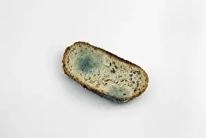 Studio Shot Of Bread Imprime: Mouldy slice of bread