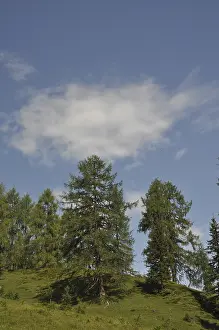 Mountain Forest Landscape Imprime: Mountain forest, forest, tree, trees