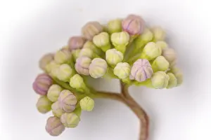 Mountain Hydrangea Imprime: Mountain hydrangea (Hydrangea serrata)