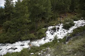 Mountain Creek Scenery Imprime: Mountain stream