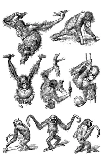 Endangered Species Drawing Imprime: Movement study, postures of various apes