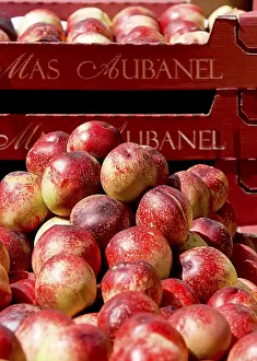 Stone Fruit Imprime: Nectarines