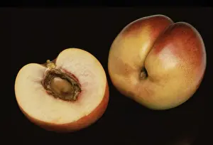 Peach Mutation Imprime: Nectarines, a mutation of the peach