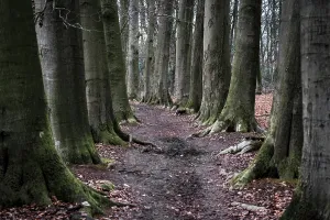 Beech Trees Imprime: Nice footpath between large beech trees