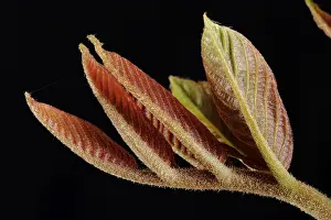 Leaf Detail View Imprime: Nut sheet in spring