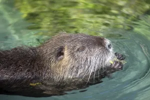 Echimyidae Imprime: Nutria