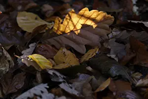 Fall Season Images Imprime: Oak leaf, backlight