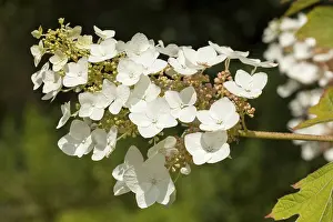 Oakleaf Hydrangea Imprime: Oakleaf Hydrangea (Hydrangea quercifolia)