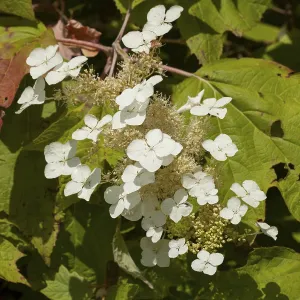 Botanical Inflorescence Images Imprime: Oakleaf Hydrangea (Hydrangea quercifolia)