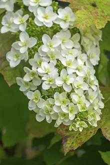 Hydrangea Quercifolia Imprime: Oakleaf hydrangea (Hydrangea quercifolia)