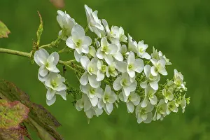 German Botany Flowers Imprime: Oakleaf hydrangea (Hydrangea quercifolia)