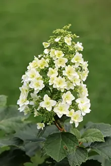 Germany Plant Life Imprime: Oakleaf hydrangea (Hydrangea quercifolia)