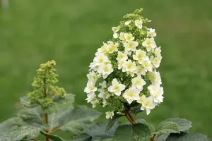 European Hydrangeas Imprime: Oakleaf hydrangea (Hydrangea quercifolia)
