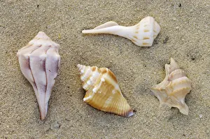 Imágenes Relacionadas Imprime: Caracoles del Océano, Conchas.