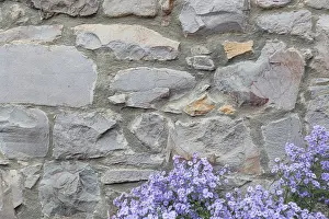 Old Stone Wall Texture Imprime: Old stone wall with flowers background texture