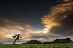 Deserted Island Scenery Imprime: Old tree with dramatic thundercloud