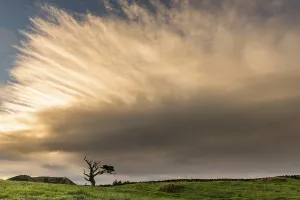 Atmospheric Tree Photography Imprime: Old tree with dramatic thundercloud