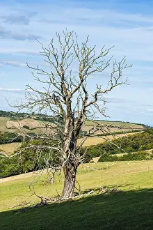 Devon Landscape Imprime: Old Tree on Farms and Fields, Devon