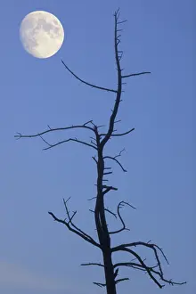 Evening Atmosphere In Central Europe Imprime: Old tree with the moon, composing