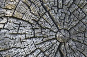 Old Tree Trunk Imprime: Old tree trunk