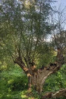 Old Willow Tree Imprime: Old willow tree (Salix) split by lightning