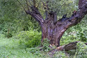 Old Willow Tree Imprime: Old willow tree (Salix) split by lightning