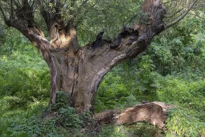 Old Willow Tree Imprime: Old willow tree (Salix) split by lightning