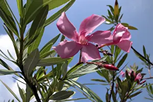 Ornamental Plant Photos Imprime: Oleander