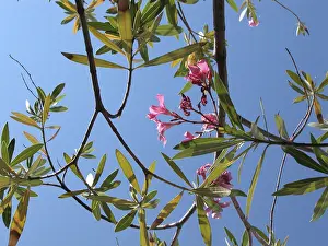 Summer Flowers Imprime: Oleander