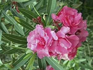 Pink Rose Blossom Imprime: Oleander