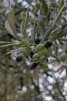 European Olive Trees Imprime: Olive grove