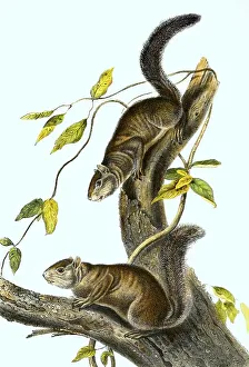 Color Lithograph Reproduction Imprime: Ollie squirrel (Sciurus colliaei)