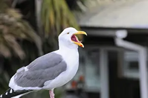 California Wildlife Imprime: Open-billed seagull against blurred background