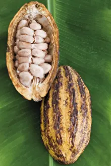 Studio Shot Still Life Imprime: Opened Cocoa fruit