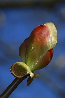 Springtime Nature Images Imprime: Opening leaf bud of a chestnut tree